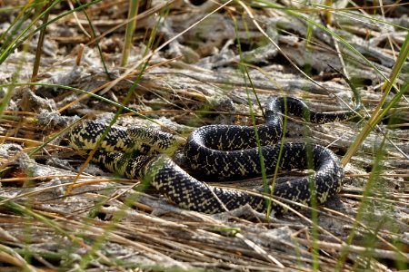 Florida Kingsnake
