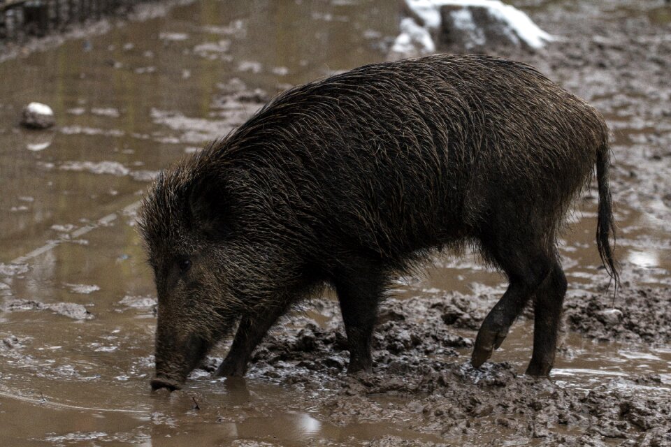 Nature bristles mud