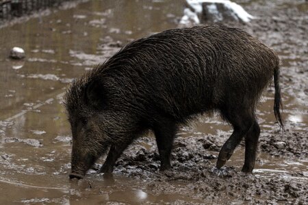 Nature bristles mud