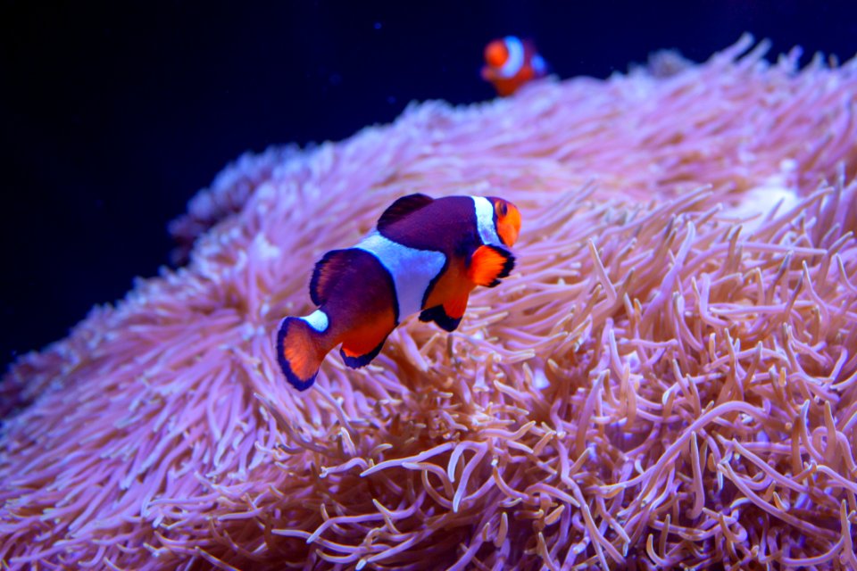 aquarium fish
