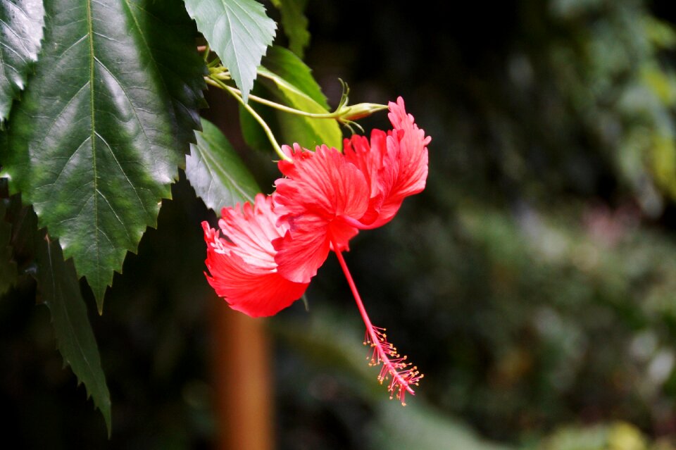 Flower macro red