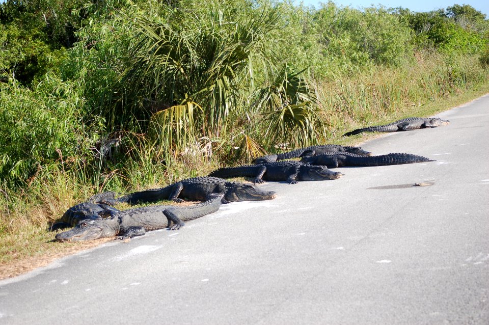 Alligators on road, NPSphotos.jpg