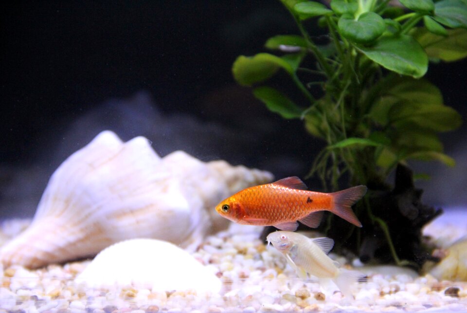 Tropical fish screw life
