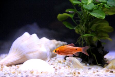 Tropical fish screw life