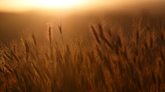 Cereal rye agriculture