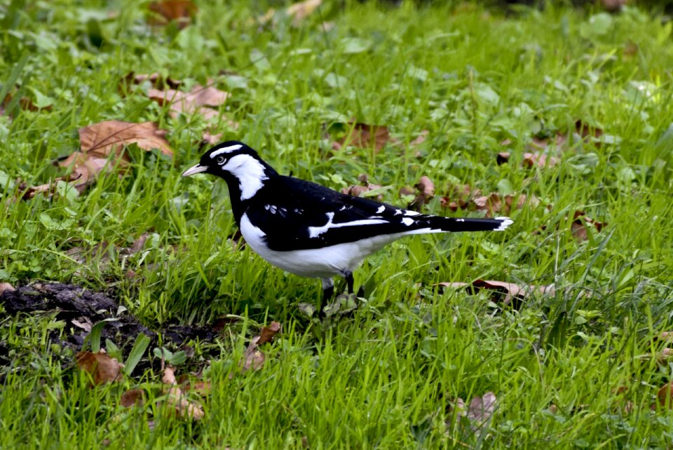 Melbourne australia nature