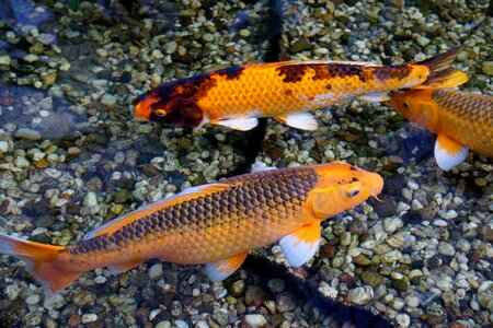 Fish koi carp goldfish photo