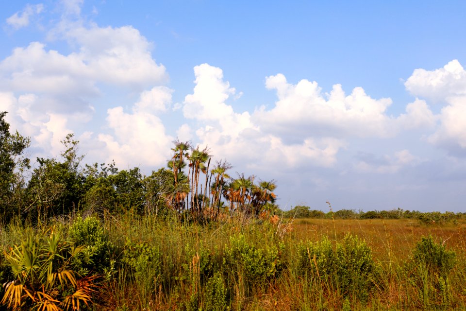 Everglades Landscape