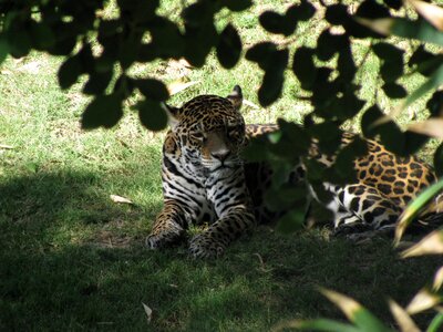 Wild animals wildlife tigre