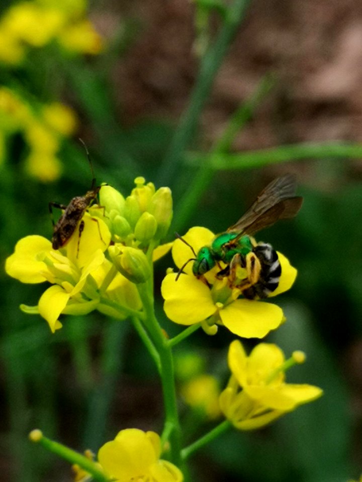Sweat bee on Brassica juncea