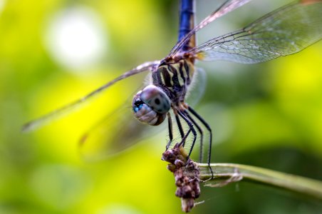 Blue-Dasher Dragonfly (2020 Photo Contest) photo
