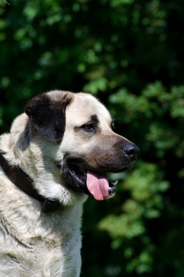 Big dog beautiful pride