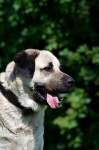 Big dog beautiful pride photo