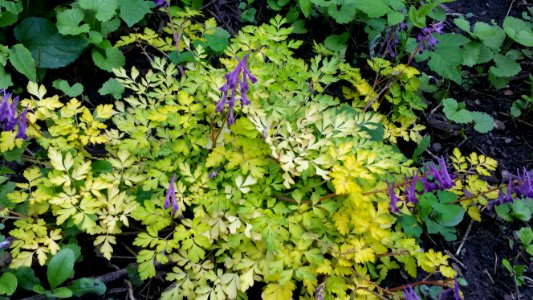 Corydalis shimienensis