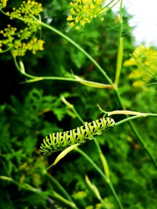 Black swallowtail butterfly caterpillar (Papilio polyxenes) in fennel (Foeniculum vulgare), a host plant. Fennel is great for pollinators