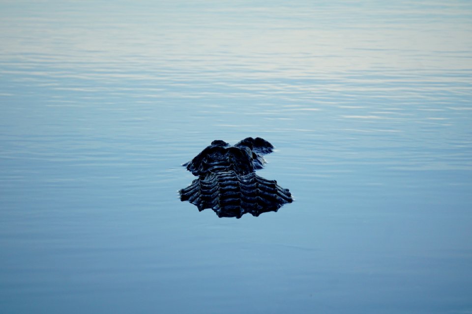 Alligator at Royal Palm