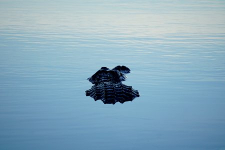 Alligator at Royal Palm photo