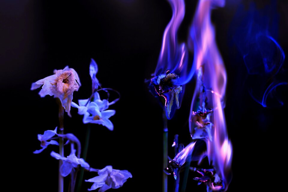 Flower fire purification