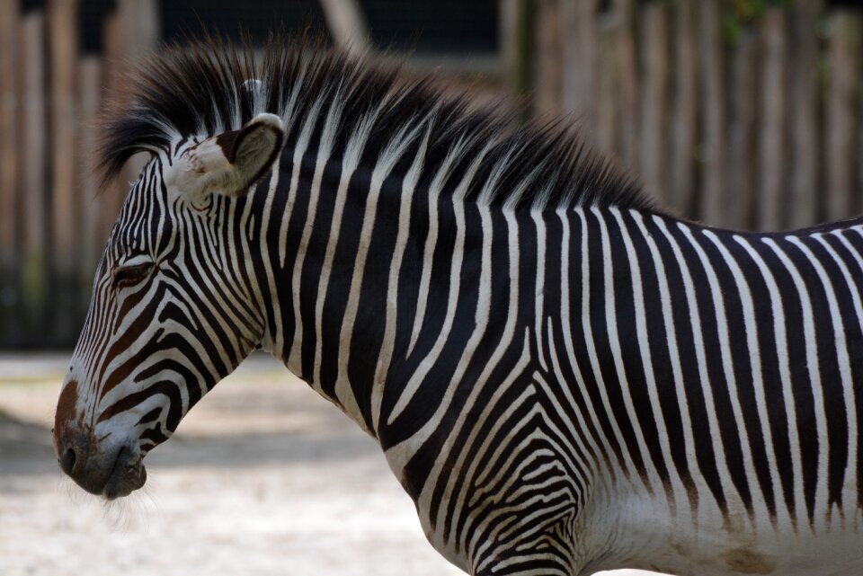 Mammal stripes black white