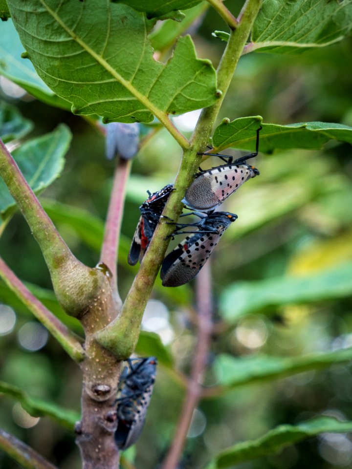 20180830-APHIS-LSC-0272
