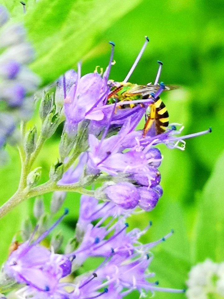 Sweat bee visiting bluebeard (Caryopteris Dark Knight)
