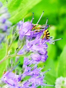 Sweat bee visiting bluebeard (Caryopteris Dark Knight) photo