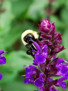Bee on sage (Salvia nemorosa 'Caradonna') flowers photo
