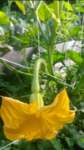 Trombocino squash (zucchino rampicante) have especially large blossoms