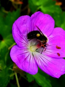 Bumblebee visiting cranesbill Geranium Azure Rush
