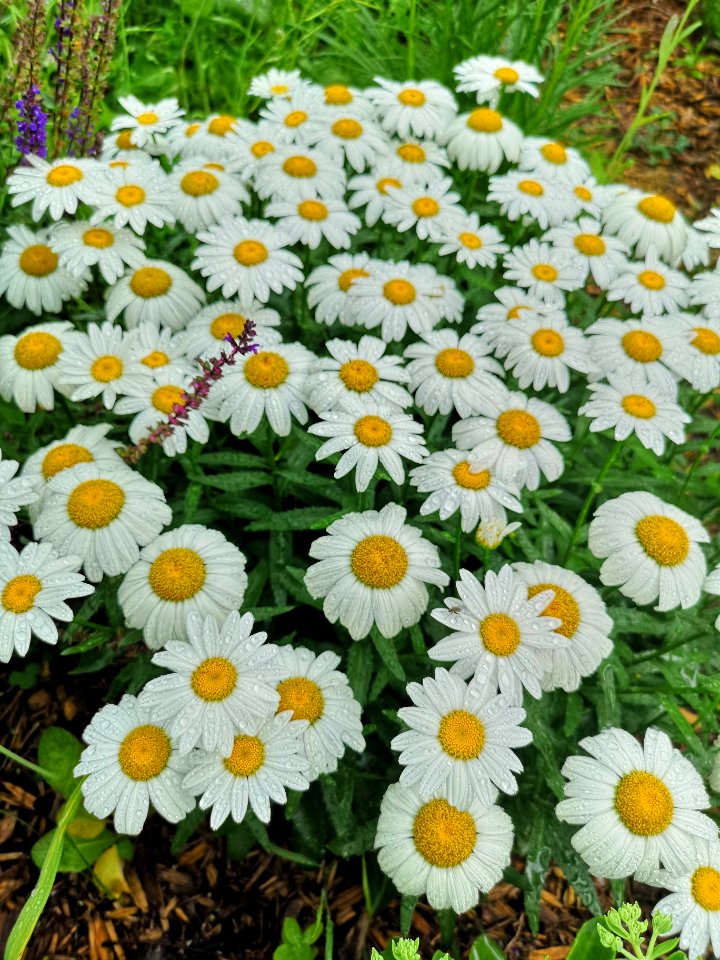 Leucanthemum x superbum 'Snowcap'