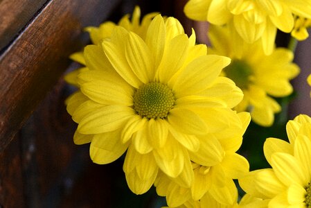 Yellow flowers schnittblume