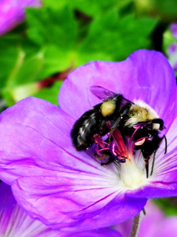 Bumblebee visiting cranesbill Geranium Azure Rush