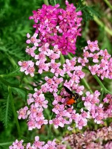 ? On yarrow