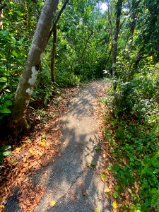 Gumbo Limbo Trail