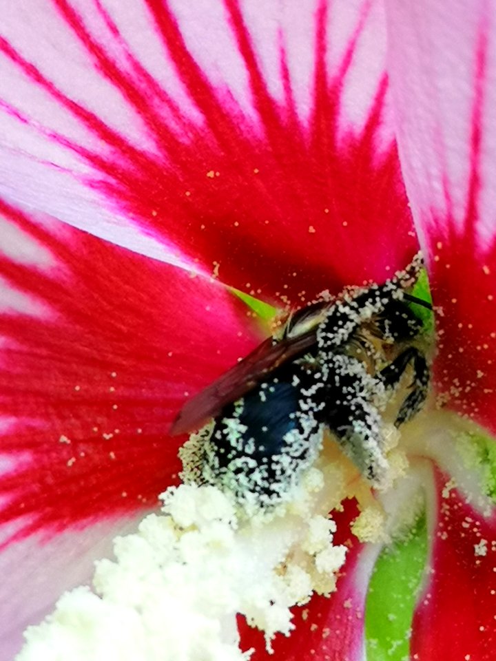 Bee visiting rose of Sharon Hibiscus syriacus covered in pollen