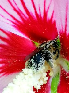 Bee visiting rose of Sharon Hibiscus syriacus covered in pollen