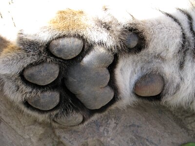 Cat paw young