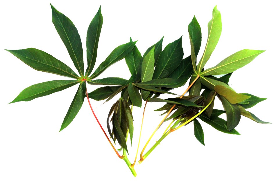 Cassava leaves vegetable food