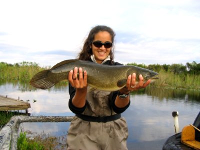 Bowfin, NPSPhoto, Larry Perez