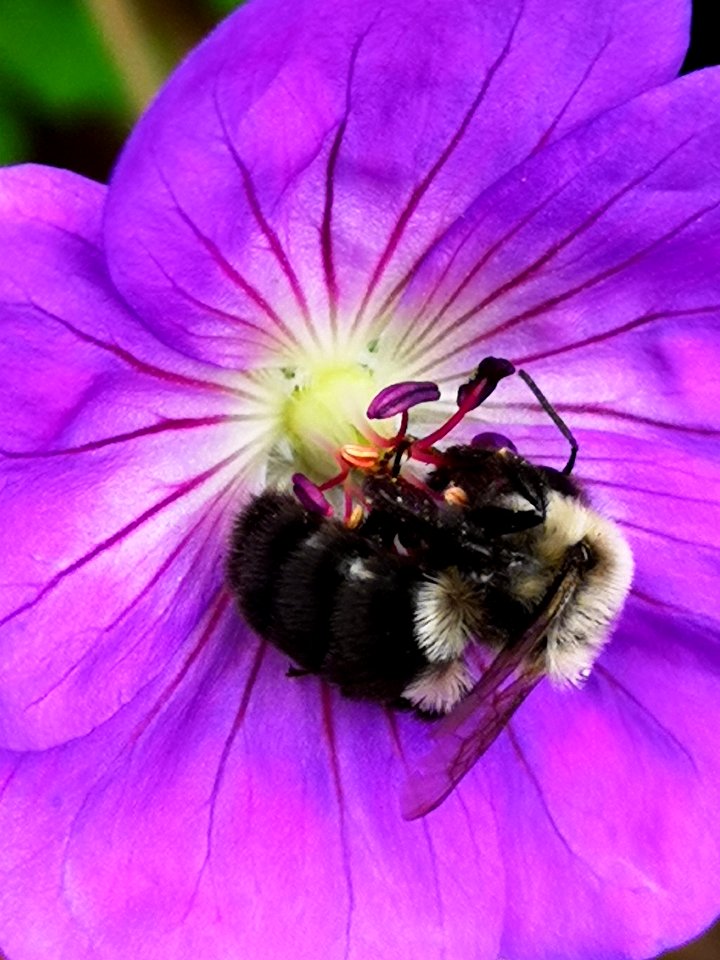 Bumblebee visiting cranesbill Geranium Azure Rush