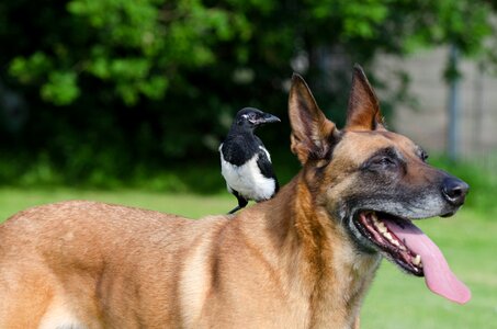 Animal friendship animal friendships dog and bird photo