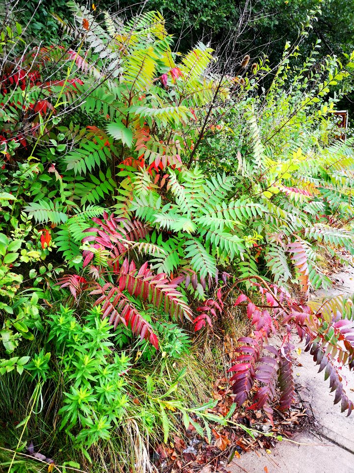 Staghorn sumac. Rhus typhina