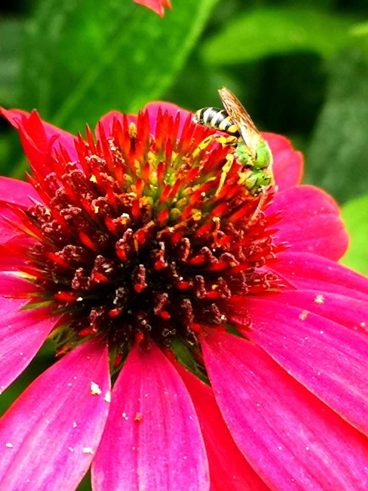 Sweat bee on echinacea