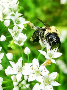 Carpenter bee Xylocopa virginica covered in pollen visiting flowers of garlic chives Allium tuberosum