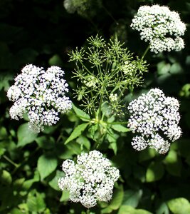 White doldengewaechs forest