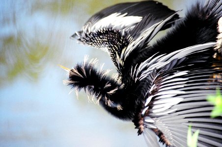 Anhinga Dance, NPSphoto