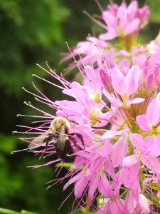 Bee visiting cleome photo