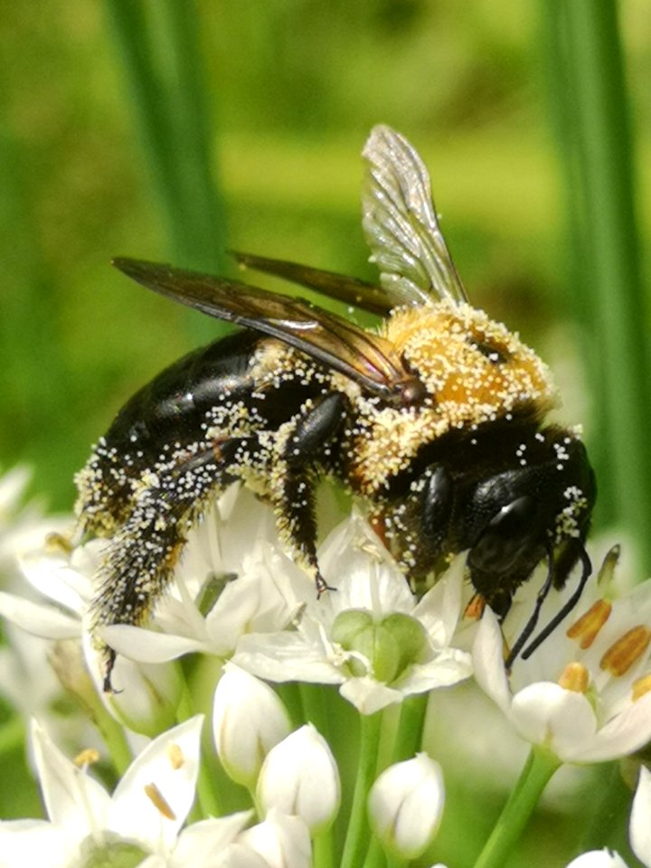 Carpenter bee Xylocopa virginica covered in pollen visiting flowers of garlic chives Allium tuberosum