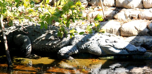 American Crocodile