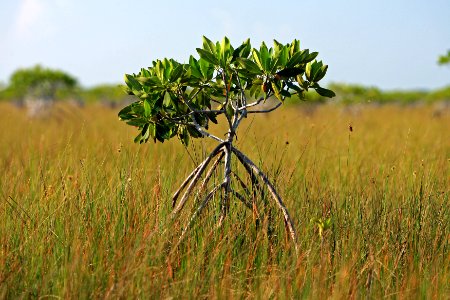 Encroaching Mangrove, NPSphoto, G.Gardner photo